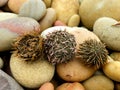 Washed up Cape Sea Urchins