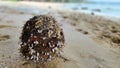A washed up coconut with tiny seashells attached to it, laying on a beach at Koh Kood, Thailand.