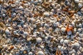 Washed up seashells cover sand on beach