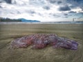 Jellyfish wash up on the beach dead during the low tide on the sea shore. Royalty Free Stock Photo