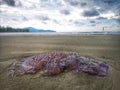 Jellyfish wash up on the beach dead during the low tide on the sea shore. Royalty Free Stock Photo