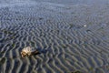 Washed Up Large Dead Crab