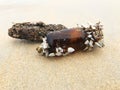 Washed up stranded bottle and drift wood covered with sea shells on beach Royalty Free Stock Photo