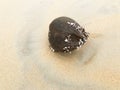 Washed up stranded coconut covered with sea shells on beach