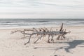 Driftwood Beach Dreams Royalty Free Stock Photo