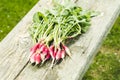 Washedup garden radish/washedup garden radish on an old wooden background, selective focus