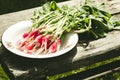 Washedup garden radish in a white bowl/washedup garden radish in a bowl on an old wooden background, selective focus