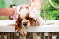 Washing an American Cocker spaniel with a dog shampoo Royalty Free Stock Photo