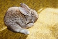 Washing baby rabbit