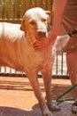 Washing big labrador dog Royalty Free Stock Photo