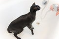 Washing black funny cat in bath