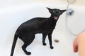 Washing black funny cat in bath