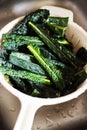 Washing black tuscan kale leaves Royalty Free Stock Photo