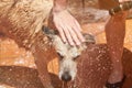 Washing brown dog Royalty Free Stock Photo