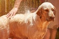 Washing brown labrador dog Royalty Free Stock Photo