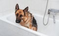 Washing and caring for German Shepherd dog in bathroom. Grooming dog at home. Sad wet Shepherd sits in bath and waits to be washed