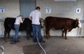Washing cattle Royalty Free Stock Photo