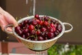 Washing cherries in the colander