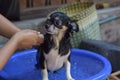 Washing Chihuahua dog
