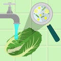 Washing contaminated cabbage