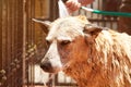 Washing dog from hose Royalty Free Stock Photo