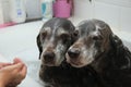 Washing dogs Royalty Free Stock Photo