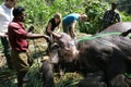 Washing the elephant