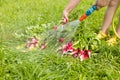 Harvest organic red radish vegetables. Agriculture Industry. Crops organic farm. Producing food Royalty Free Stock Photo