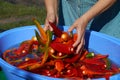 Washing of hot pepper with water Royalty Free Stock Photo