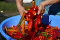 Washing of hot pepper with water Royalty Free Stock Photo