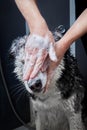 Washing husky dog. Muzzle wash. Washes face with shampoo. Muzzle in foam.