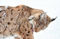 Washing Lynx with tongue on the white background