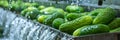 Washing Many Cucumbers, Cucumbers Automated Washing Line, Vegetable Sorting on Conveyor