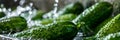 Washing Many Cucumbers, Cucumbers Automated Washing Line, Vegetable Sorting on Conveyor