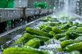 Washing Many Cucumbers, Cucumbers Automated Washing Line, Vegetable Sorting on Conveyor