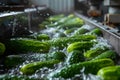 Washing Many Cucumbers, Cucumbers Automated Washing Line, Vegetable Sorting on Conveyor