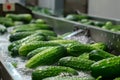 Washing Many Cucumbers, Cucumbers Automated Washing Line, Vegetable Sorting on Conveyor