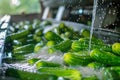 Washing Many Cucumbers, Cucumbers Automated Washing Line, Vegetable Sorting on Conveyor