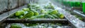 Washing Many Cucumbers, Cucumbers Automated Washing Line, Vegetable Sorting on Conveyor