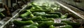 Washing Many Cucumbers, Cucumbers Automated Washing Line, Vegetable Sorting on Conveyor