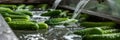 Washing Many Cucumbers, Cucumbers Automated Washing Line, Vegetable Sorting on Conveyor