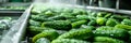 Washing Many Cucumbers, Cucumbers Automated Washing Line, Vegetable Sorting on Conveyor