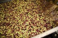 Washing olives with fresh water in olive oil mill