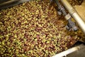 Washing olives with fresh water in olive oil mill