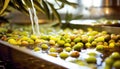 Washing of the olives before production. AI generative