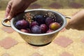 Plums in the colander