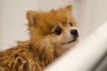 Washing with shampoo and balm, grooming, drying, grooming and combing the dog. Hygiene Pomeranian German Spitz