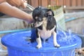 Washing small Chihuahua dog