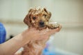 Washing small cute puppy