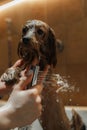 Washing a small dog in a grooming salon.